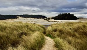 Preview wallpaper grass, trail, sand, dunes, forest, landscape