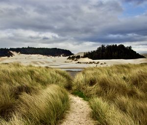 Preview wallpaper grass, trail, sand, dunes, forest, landscape