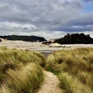 Preview wallpaper grass, trail, sand, dunes, forest, landscape