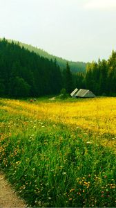 Preview wallpaper grass, trail, trees, field