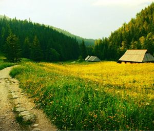 Preview wallpaper grass, trail, trees, field