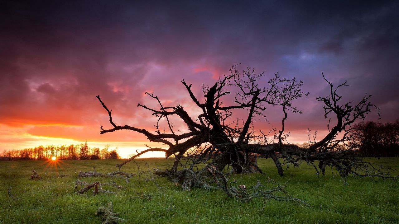 Wallpaper grass, tree, dead, branches, decline, sun