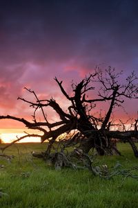 Preview wallpaper grass, tree, dead, branches, decline, sun