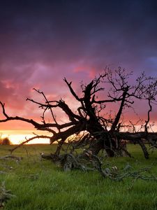 Preview wallpaper grass, tree, dead, branches, decline, sun