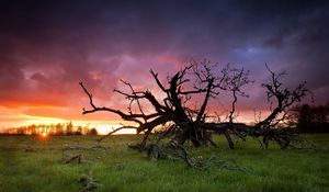 Preview wallpaper grass, tree, dead, branches, decline, sun