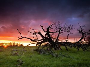 Preview wallpaper grass, tree, dead, branches, decline, sun