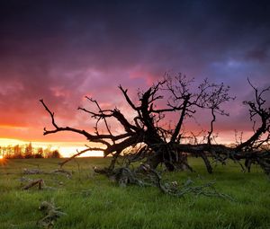 Preview wallpaper grass, tree, dead, branches, decline, sun