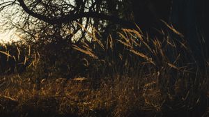 Preview wallpaper grass, tree, dry, nature