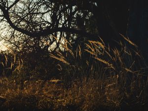 Preview wallpaper grass, tree, dry, nature