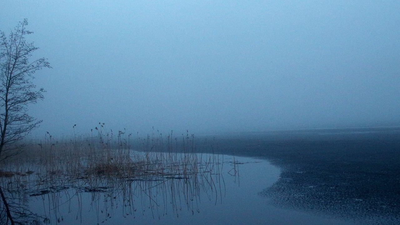 Wallpaper grass, tree, swamp, fog