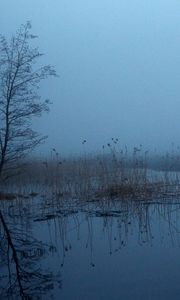 Preview wallpaper grass, tree, swamp, fog