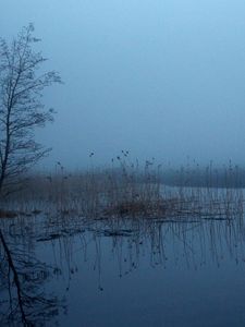 Preview wallpaper grass, tree, swamp, fog