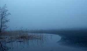 Preview wallpaper grass, tree, swamp, fog