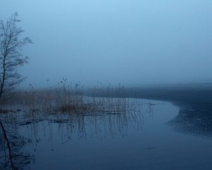 Preview wallpaper grass, tree, swamp, fog