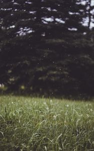 Preview wallpaper grass, trees, blur, glade