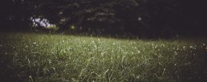 Preview wallpaper grass, trees, blur, glade