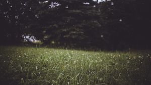 Preview wallpaper grass, trees, blur, glade