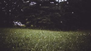 Preview wallpaper grass, trees, blur, glade