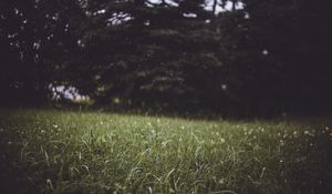 Preview wallpaper grass, trees, blur, glade