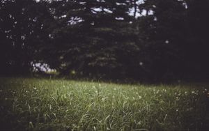 Preview wallpaper grass, trees, blur, glade