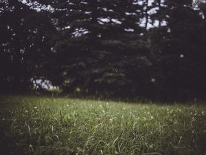 Preview wallpaper grass, trees, blur, glade