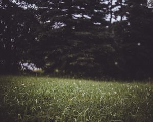 Preview wallpaper grass, trees, blur, glade
