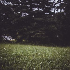 Preview wallpaper grass, trees, blur, glade