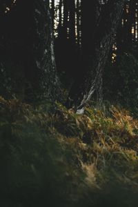 Preview wallpaper grass, trees, darkness, nature