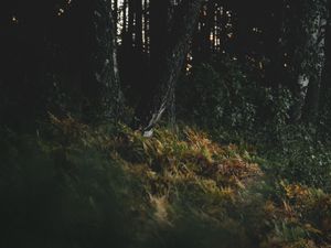 Preview wallpaper grass, trees, darkness, nature