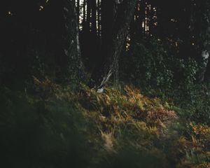 Preview wallpaper grass, trees, darkness, nature