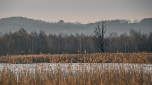 Preview wallpaper grass, trees, field, nature