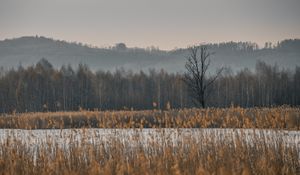Preview wallpaper grass, trees, field, nature