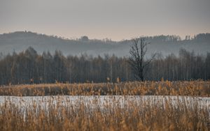 Preview wallpaper grass, trees, field, nature