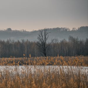 Preview wallpaper grass, trees, field, nature