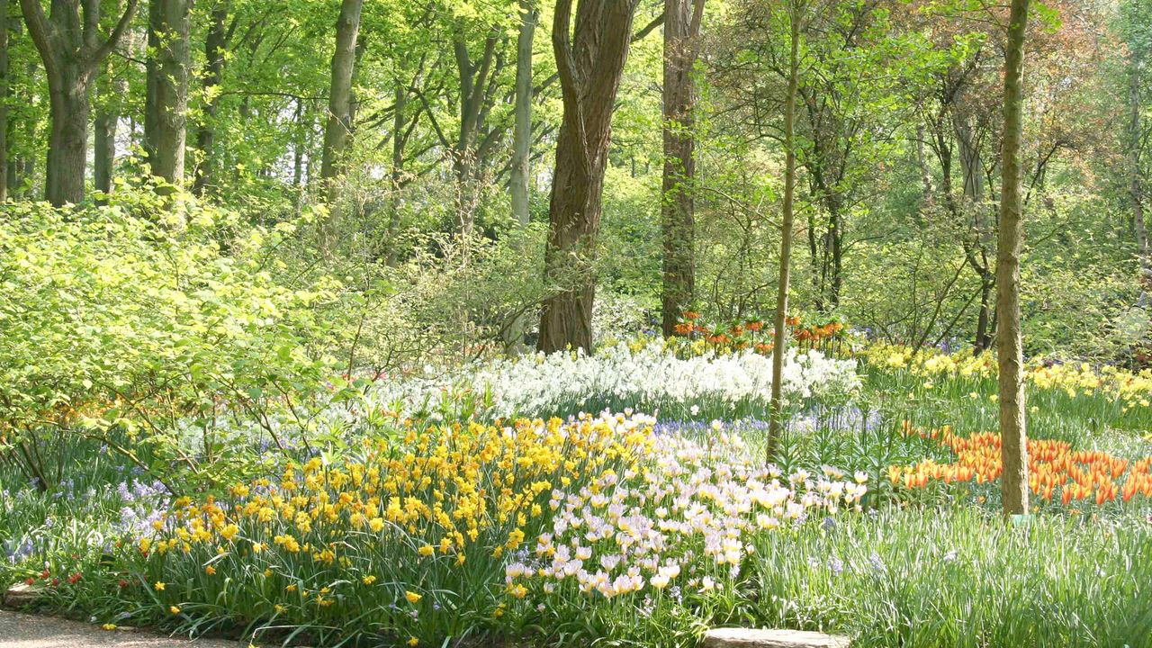 Wallpaper grass, trees, flowers, field