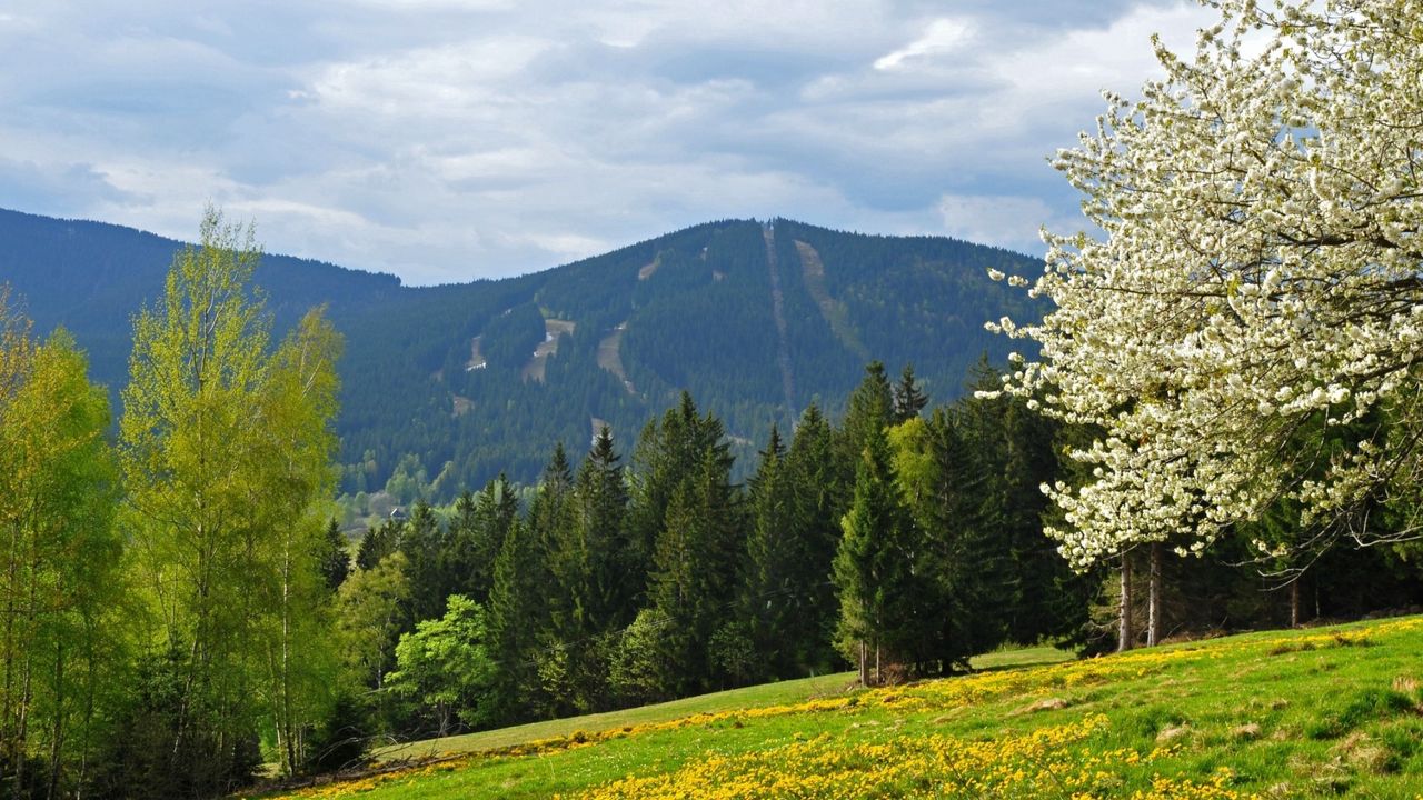 Wallpaper grass, trees, flowers, field