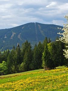 Preview wallpaper grass, trees, flowers, field