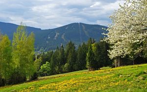 Preview wallpaper grass, trees, flowers, field