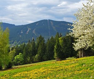 Preview wallpaper grass, trees, flowers, field