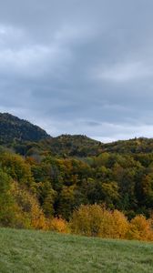 Preview wallpaper grass, trees, forest, nature