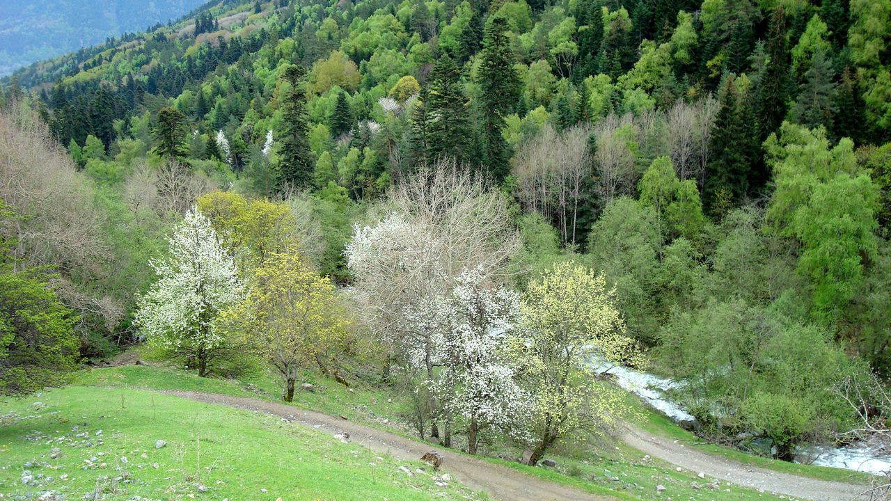 Wallpaper grass, trees, hill