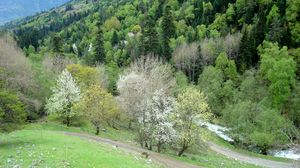 Preview wallpaper grass, trees, hill