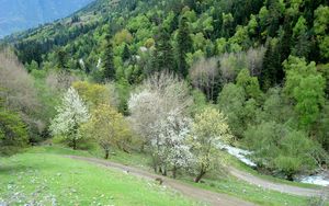 Preview wallpaper grass, trees, hill