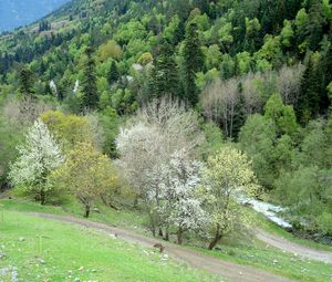 Preview wallpaper grass, trees, hill