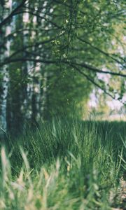 Preview wallpaper grass, trees, meadow, branches, greens