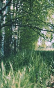 Preview wallpaper grass, trees, meadow, branches, greens