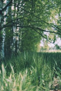 Preview wallpaper grass, trees, meadow, branches, greens