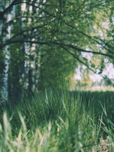 Preview wallpaper grass, trees, meadow, branches, greens
