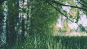 Preview wallpaper grass, trees, meadow, branches, greens