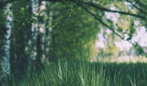 Preview wallpaper grass, trees, meadow, branches, greens